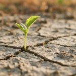 planting hope in dry soil